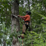 Tree Trimming & Pruning