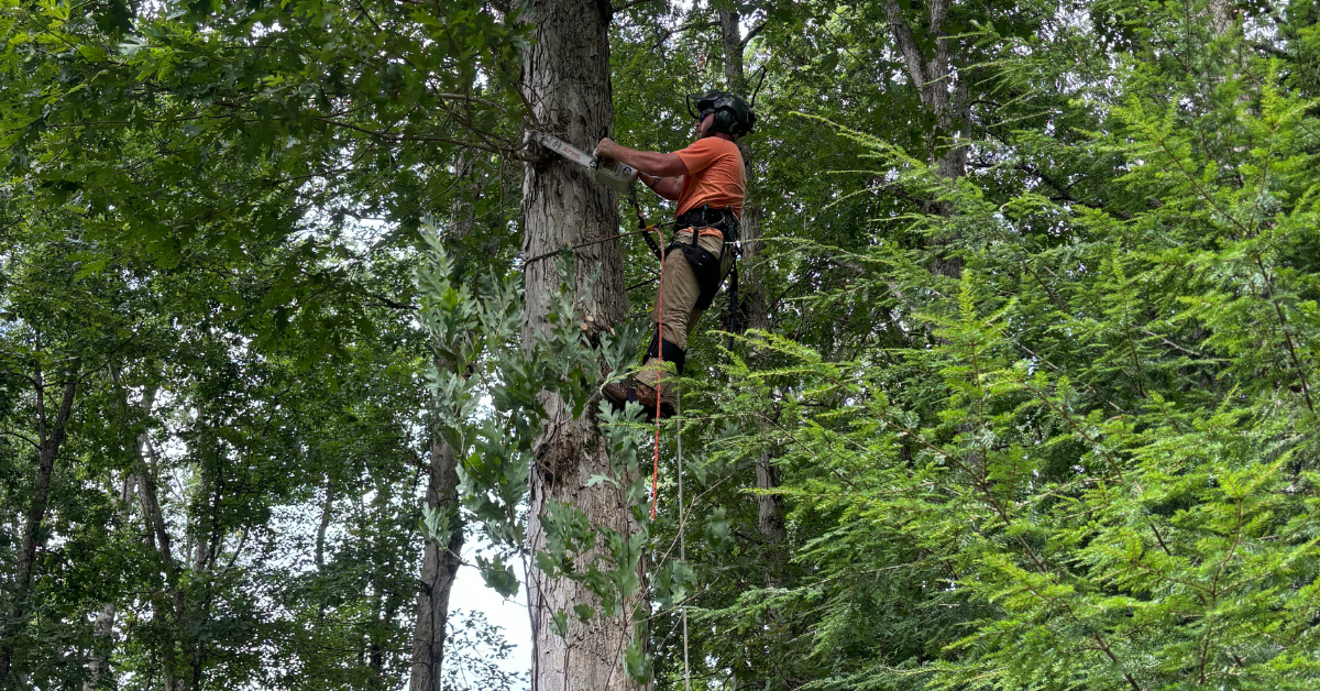 tree trimming service